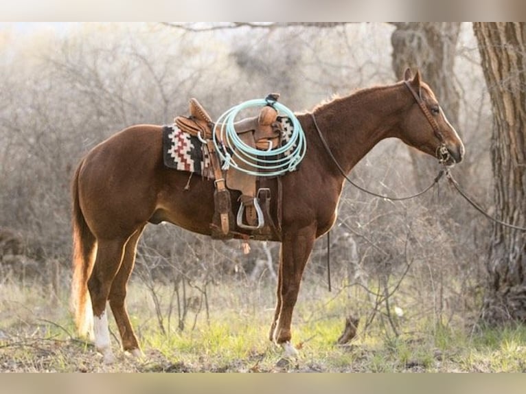 American Quarter Horse Castrone 9 Anni 155 cm Sauro scuro in Norco CA