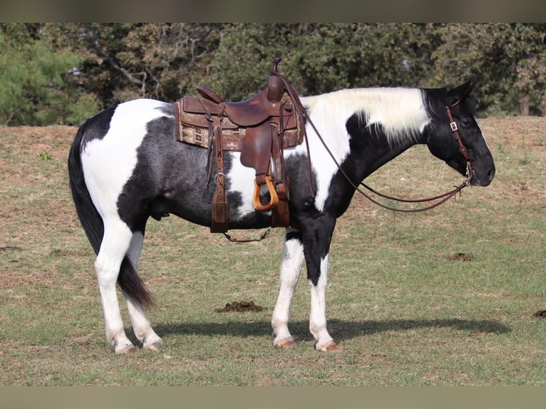 American Quarter Horse Castrone 9 Anni 155 cm Tobiano-tutti i colori in Cleburne tx