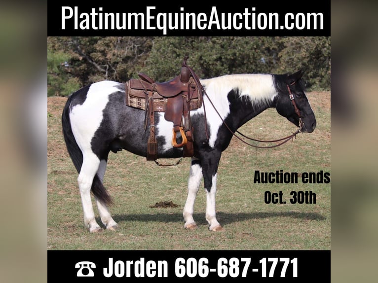 American Quarter Horse Castrone 9 Anni 155 cm Tobiano-tutti i colori in Cleburne tx