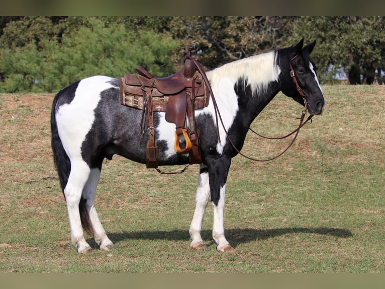 American Quarter Horse Castrone 9 Anni 155 cm Tobiano-tutti i colori in Cleburne tx