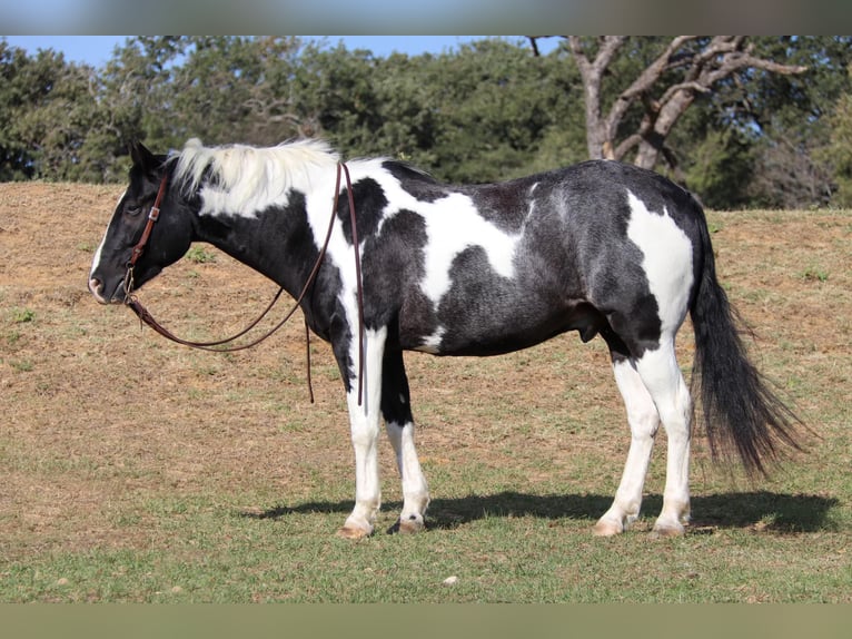 American Quarter Horse Castrone 9 Anni 155 cm Tobiano-tutti i colori in Cleburne tx