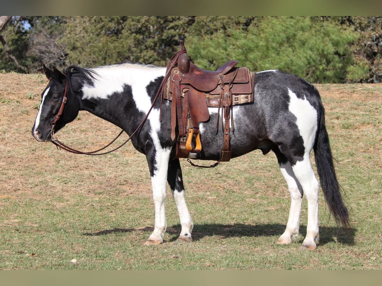 American Quarter Horse Castrone 9 Anni 155 cm Tobiano-tutti i colori in Cleburne tx