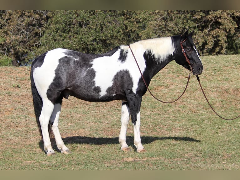 American Quarter Horse Castrone 9 Anni 155 cm Tobiano-tutti i colori in Cleburne tx