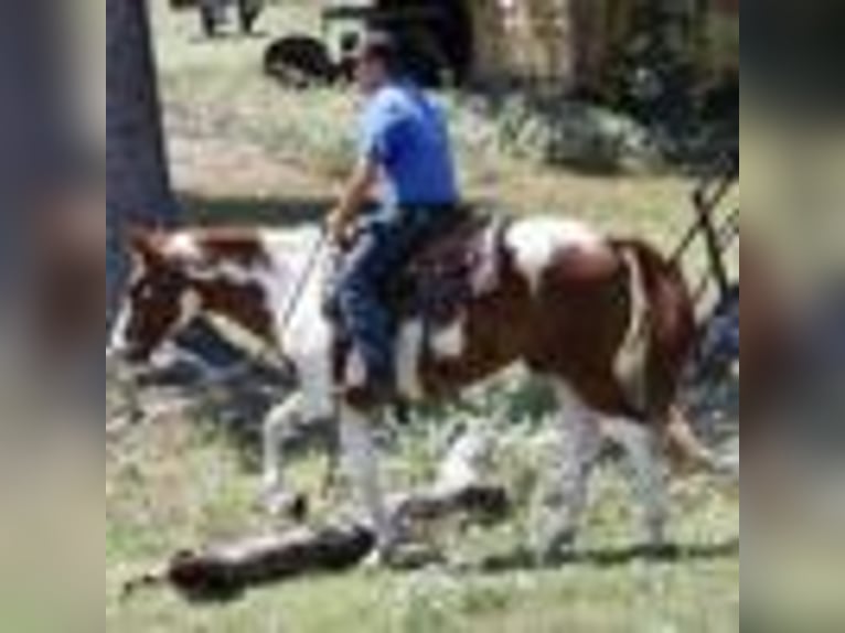 American Quarter Horse Castrone 9 Anni 155 cm Tobiano-tutti i colori in Lipan TX