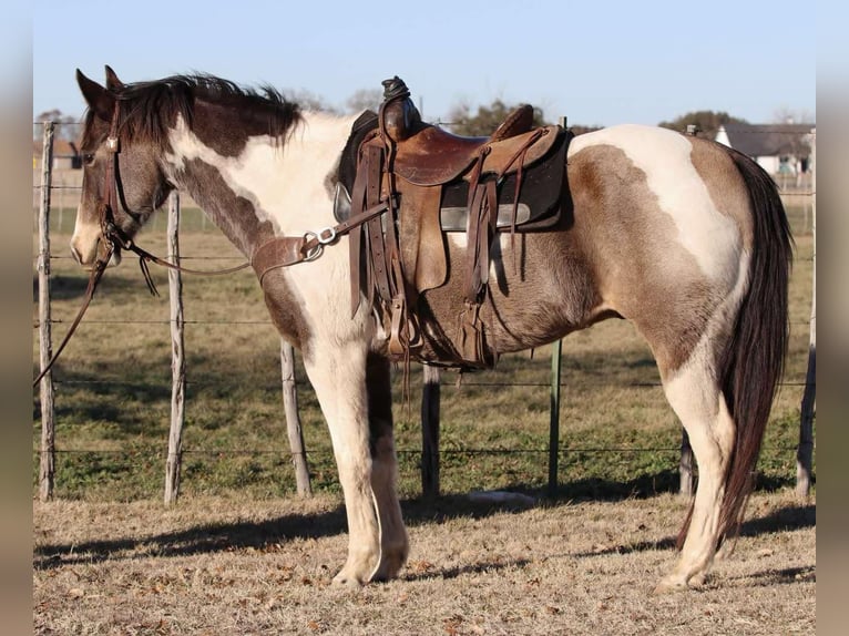 American Quarter Horse Castrone 9 Anni 155 cm Tobiano-tutti i colori in Lipan TX