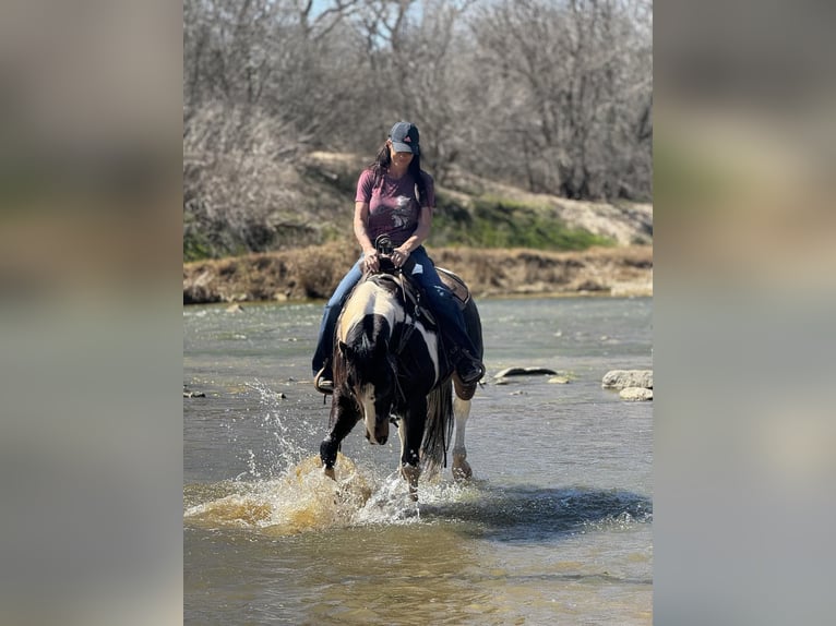 American Quarter Horse Castrone 9 Anni 155 cm Tobiano-tutti i colori in Weatherford TX