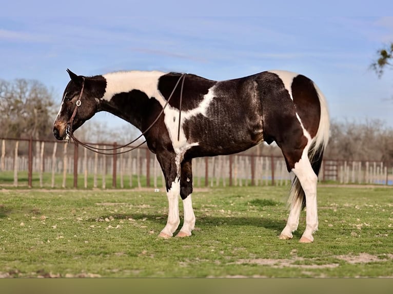 American Quarter Horse Castrone 9 Anni 155 cm Tobiano-tutti i colori in Weatherford TX