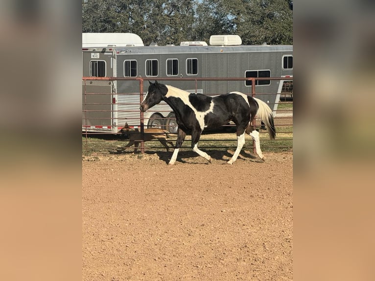 American Quarter Horse Castrone 9 Anni 155 cm Tobiano-tutti i colori in Weatherford TX