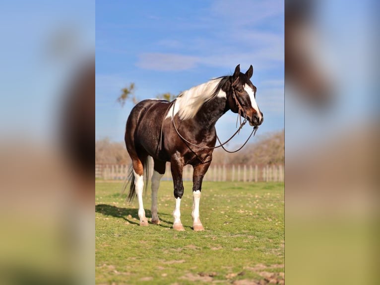 American Quarter Horse Castrone 9 Anni 155 cm Tobiano-tutti i colori in Weatherford TX