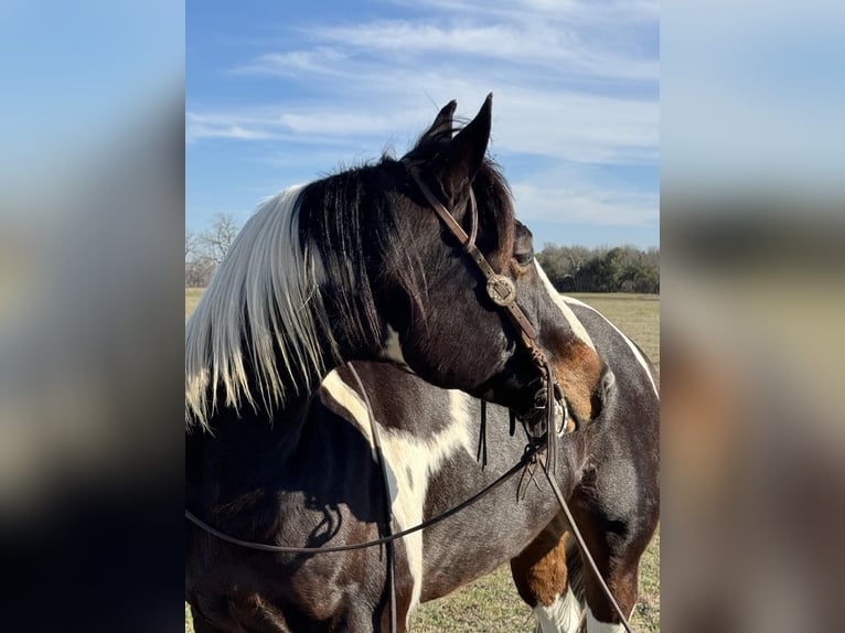 American Quarter Horse Castrone 9 Anni 155 cm Tobiano-tutti i colori in Weatherford TX