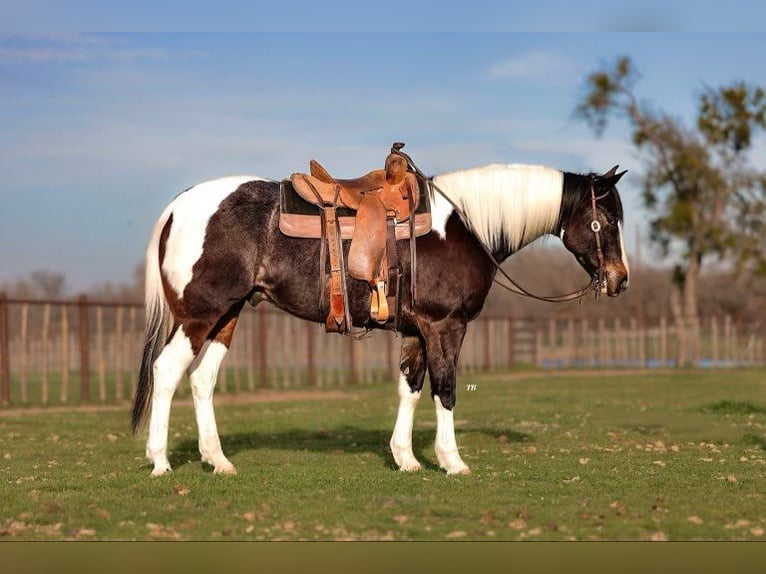 American Quarter Horse Castrone 9 Anni 155 cm Tobiano-tutti i colori in Weatherford TX