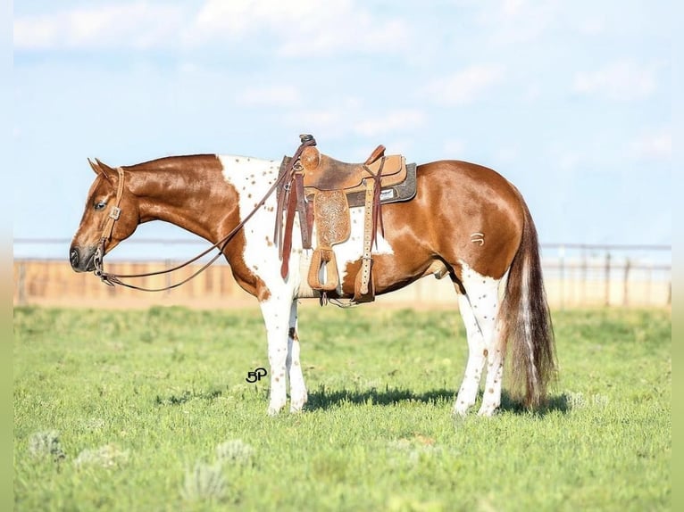 American Quarter Horse Castrone 9 Anni 155 cm Tobiano-tutti i colori in Canyon TX