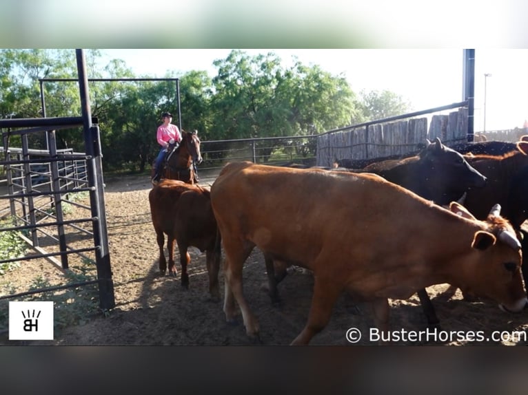 American Quarter Horse Castrone 9 Anni 157 cm Baio ciliegia in Weatherford TX