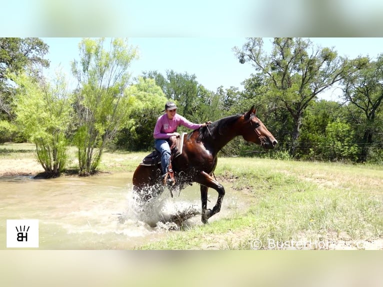 American Quarter Horse Castrone 9 Anni 157 cm Baio ciliegia in Weatherford TX