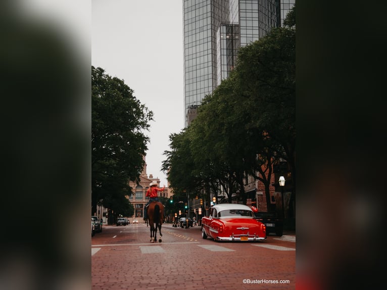 American Quarter Horse Castrone 9 Anni 157 cm Baio ciliegia in Weatherford TX