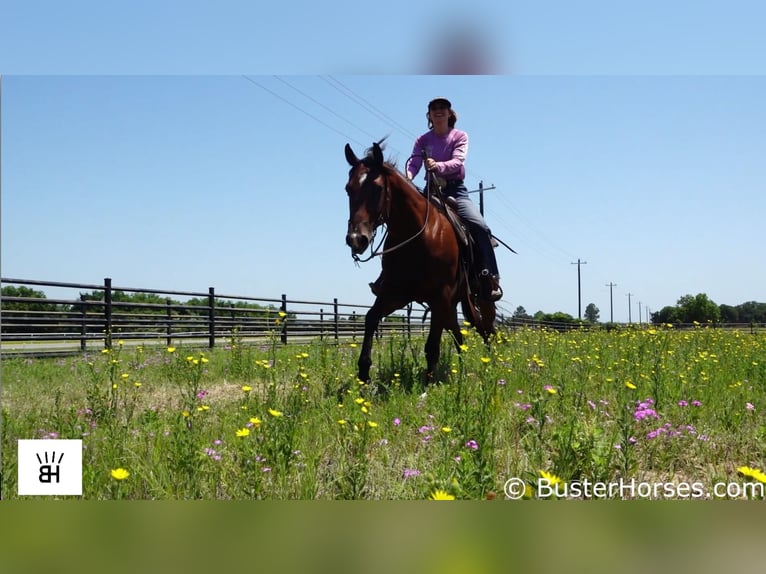 American Quarter Horse Castrone 9 Anni 157 cm Baio ciliegia in Weatherford TX