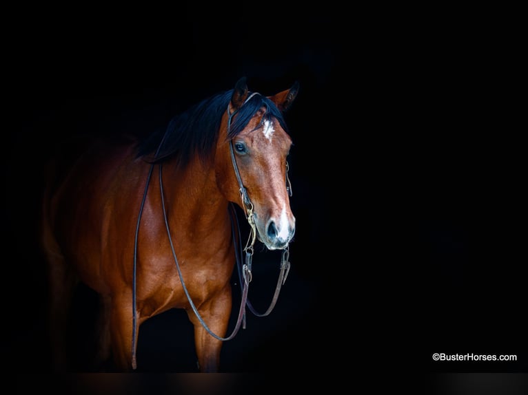 American Quarter Horse Castrone 9 Anni 157 cm Baio ciliegia in Weatherford TX