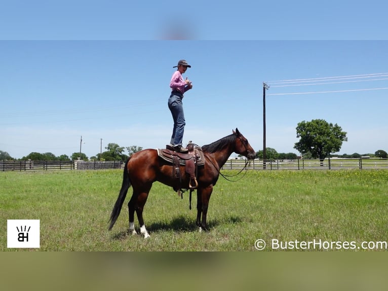 American Quarter Horse Castrone 9 Anni 157 cm Baio ciliegia in Weatherford TX