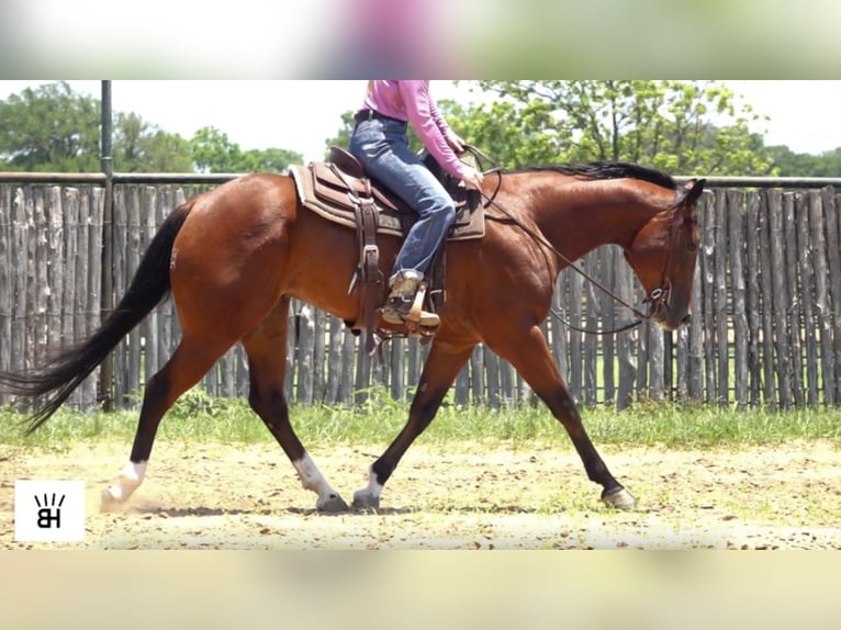 American Quarter Horse Castrone 9 Anni 157 cm Baio ciliegia in Weatherford TX