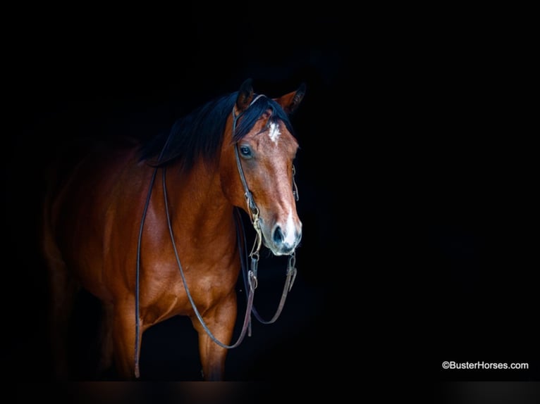 American Quarter Horse Castrone 9 Anni 157 cm Baio ciliegia in Weatherford TX