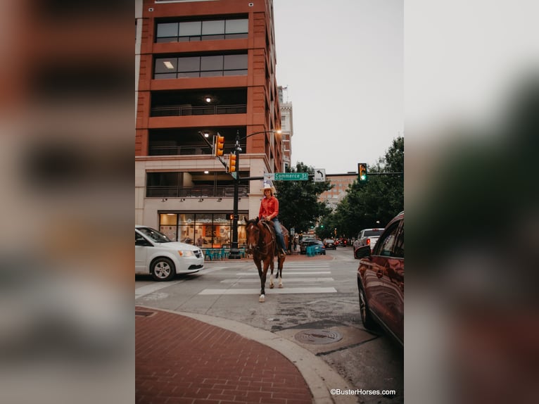 American Quarter Horse Castrone 9 Anni 157 cm Baio ciliegia in Weatherford TX