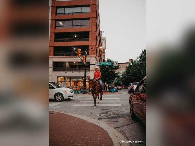 American Quarter Horse Castrone 9 Anni 157 cm Baio ciliegia in Weatherford TX