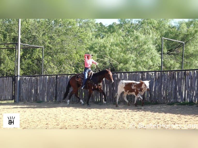 American Quarter Horse Castrone 9 Anni 157 cm Baio ciliegia in Weatherford TX