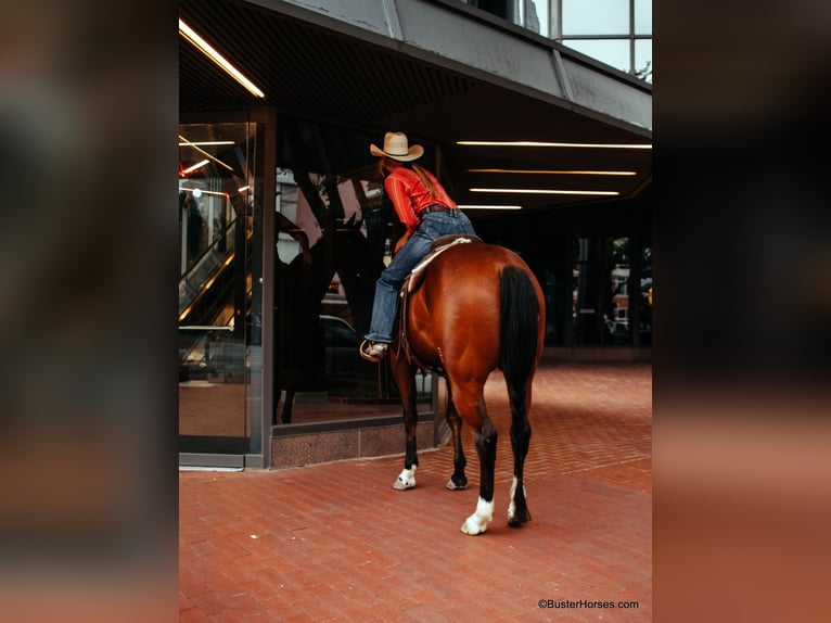 American Quarter Horse Castrone 9 Anni 157 cm Baio ciliegia in Weatherford TX