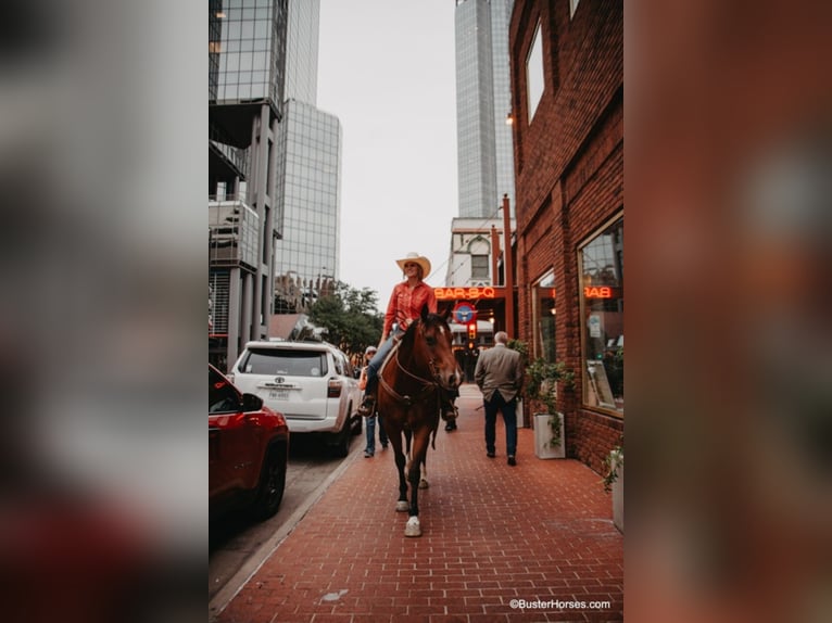 American Quarter Horse Castrone 9 Anni 157 cm Baio ciliegia in Weatherford TX