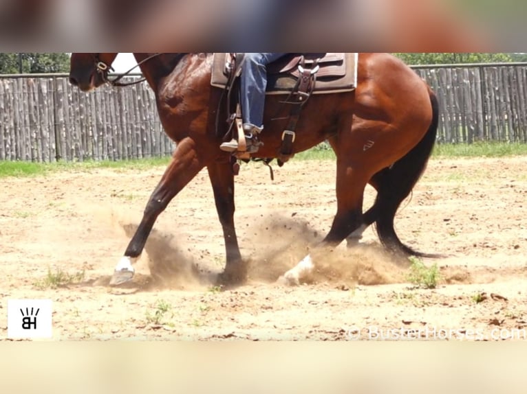 American Quarter Horse Castrone 9 Anni 157 cm Baio ciliegia in Weatherford TX