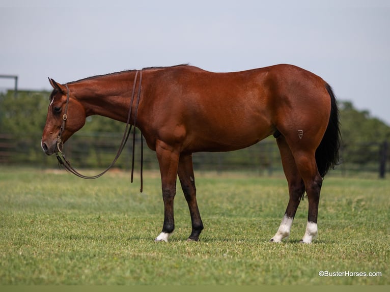 American Quarter Horse Castrone 9 Anni 157 cm Baio ciliegia in Weatherford TX