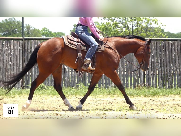 American Quarter Horse Castrone 9 Anni 157 cm Baio ciliegia in Weatherford TX