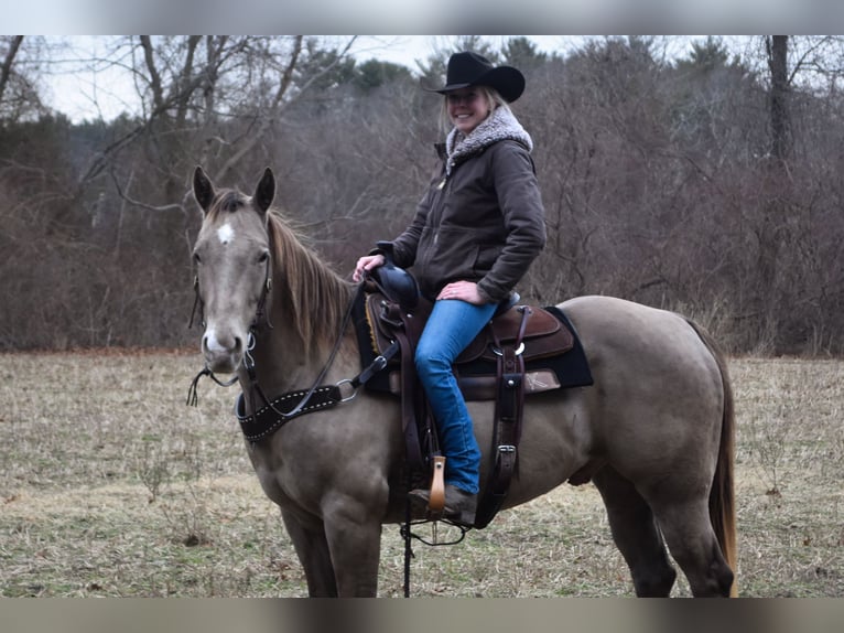 American Quarter Horse Castrone 9 Anni 157 cm Champagne in Middleboro