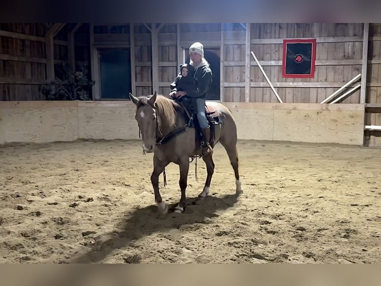 American Quarter Horse Castrone 9 Anni 157 cm Champagne in Middleboro