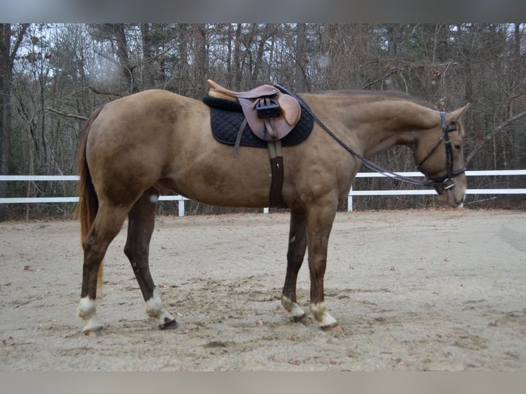 American Quarter Horse Castrone 9 Anni 157 cm Champagne in Middleboro