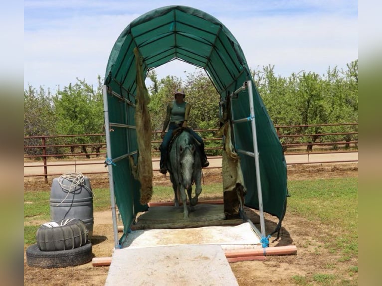 American Quarter Horse Castrone 9 Anni 157 cm Grigio in Pleasant Grove CA