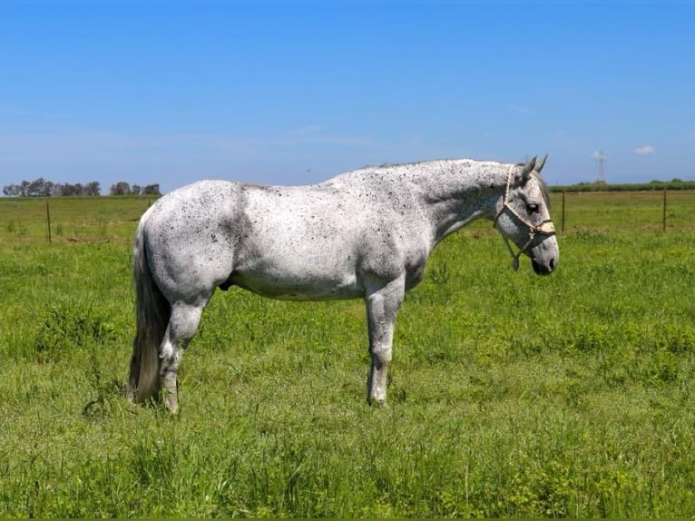 American Quarter Horse Castrone 9 Anni 157 cm Grigio in Pleasant Grove CA