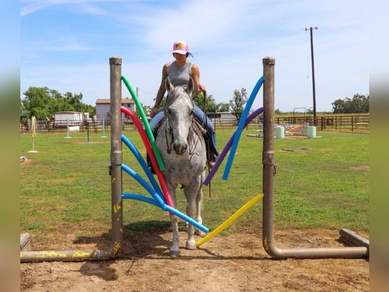 American Quarter Horse Castrone 9 Anni 157 cm Grigio in Pleasant Grove CA