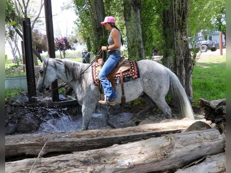 American Quarter Horse Castrone 9 Anni 157 cm Grigio in Pleasant Grove CA