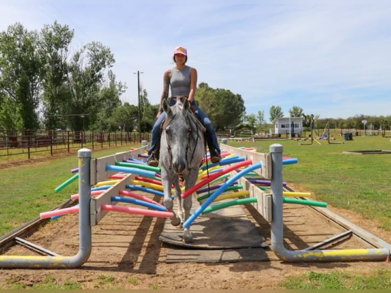 American Quarter Horse Castrone 9 Anni 157 cm Grigio in Pleasant Grove CA