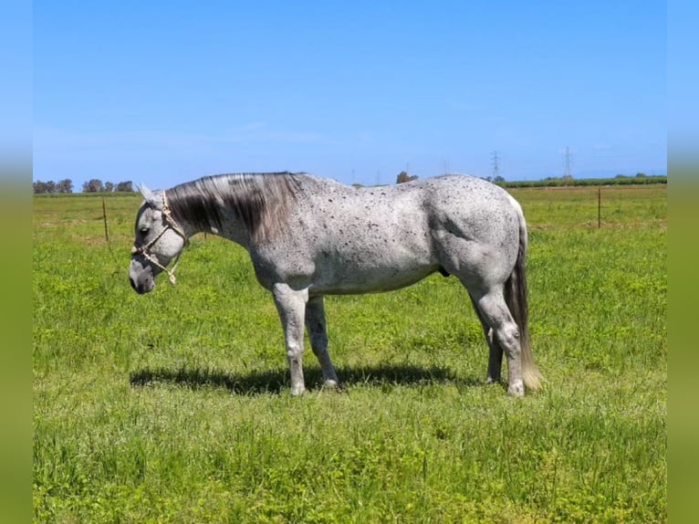 American Quarter Horse Castrone 9 Anni 157 cm Grigio in Pleasant Grove CA