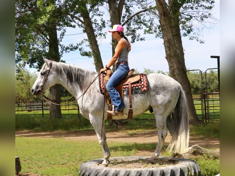 American Quarter Horse Castrone 9 Anni 157 cm Grigio in Pleasant Grove CA