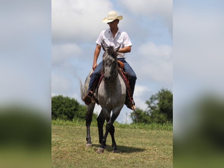 American Quarter Horse Castrone 9 Anni 157 cm Grigio pezzato in Brodehead KY