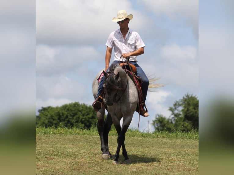 American Quarter Horse Castrone 9 Anni 157 cm Grigio pezzato in Brodehead KY