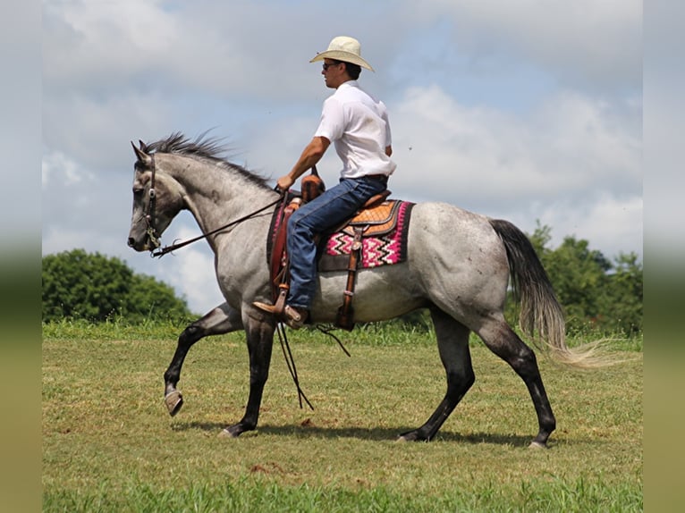 American Quarter Horse Castrone 9 Anni 157 cm Grigio pezzato in Brodehead KY