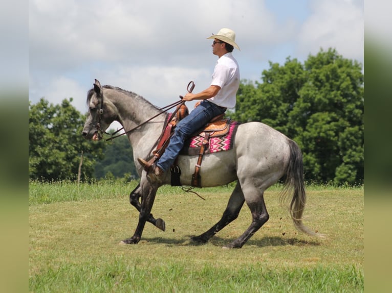 American Quarter Horse Castrone 9 Anni 157 cm Grigio pezzato in Brodehead KY