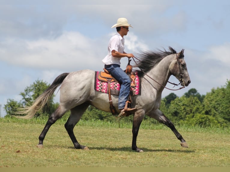 American Quarter Horse Castrone 9 Anni 157 cm Grigio pezzato in Brodehead KY