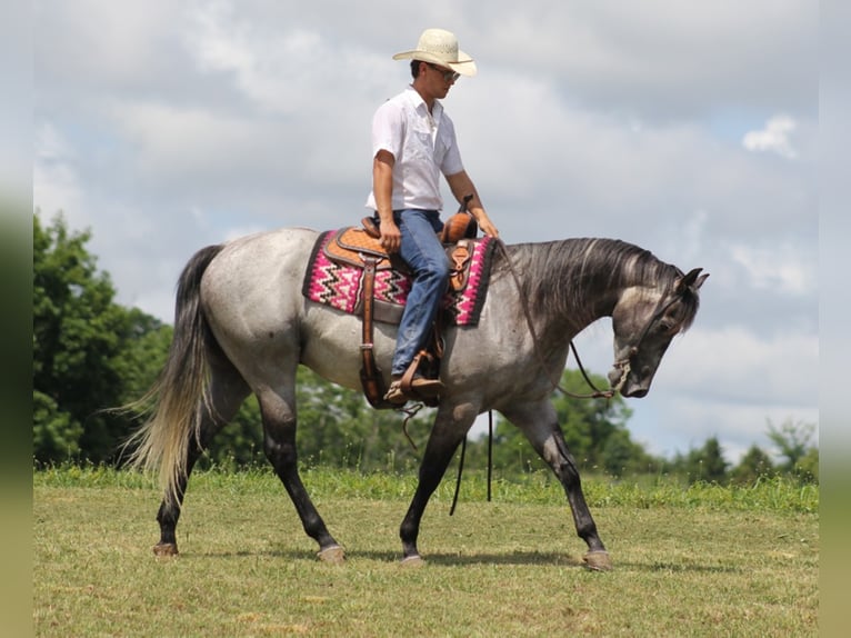 American Quarter Horse Castrone 9 Anni 157 cm Grigio pezzato in Brodehead KY