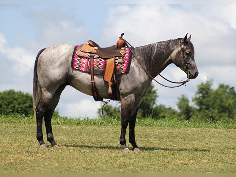 American Quarter Horse Castrone 9 Anni 157 cm Grigio pezzato in Brodehead KY