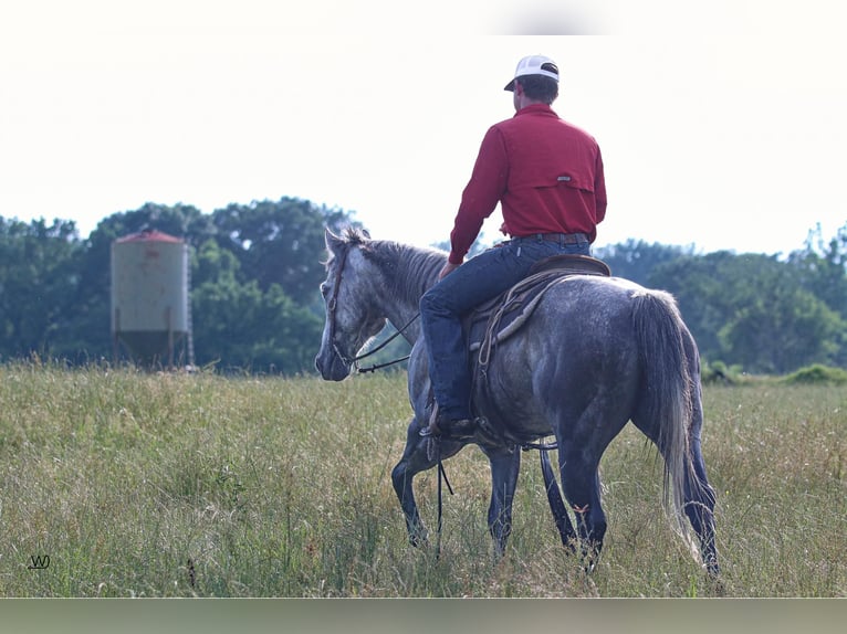 American Quarter Horse Castrone 9 Anni 157 cm Grigio pezzato in Carthage TX